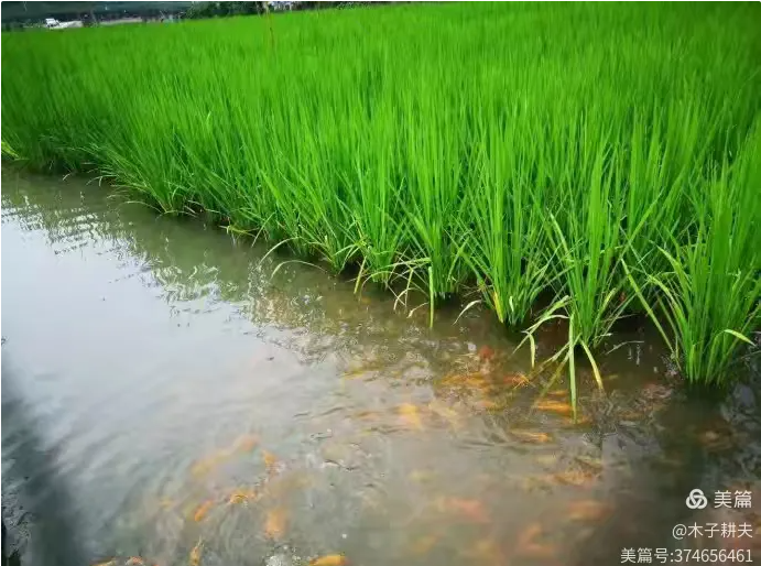 【科普知识】稻鱼伴生与稻鸭共作&mdash;&mdash;构建新时代的&ldquo;鱼米之乡&rdquo;